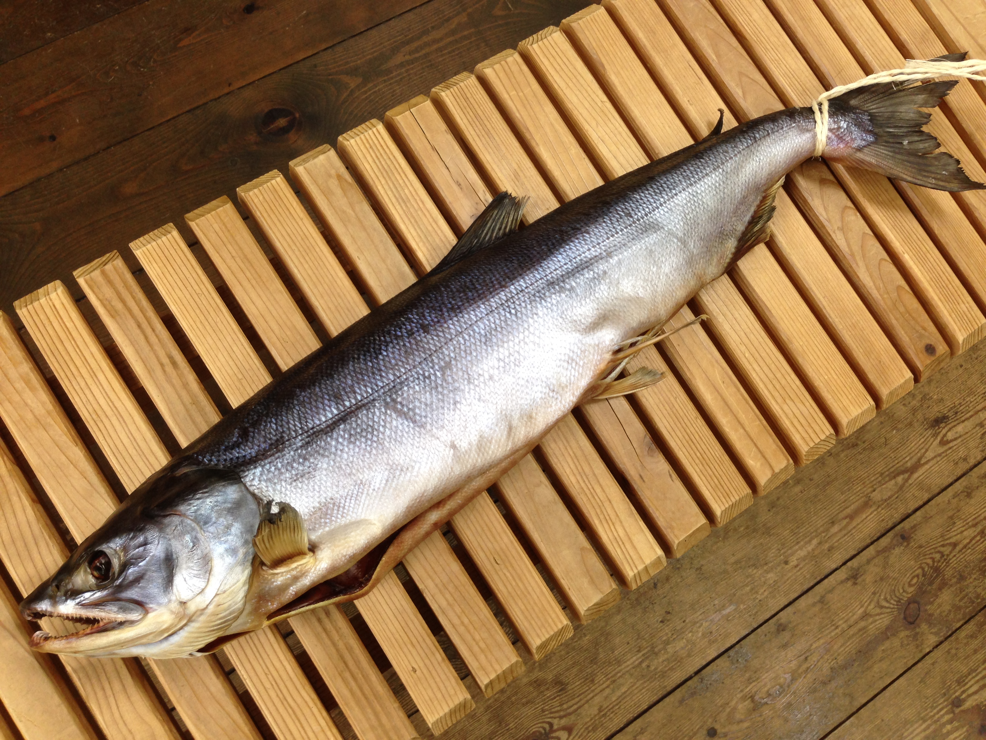 村上名産 ”塩引鮭”4.7～4.9kg